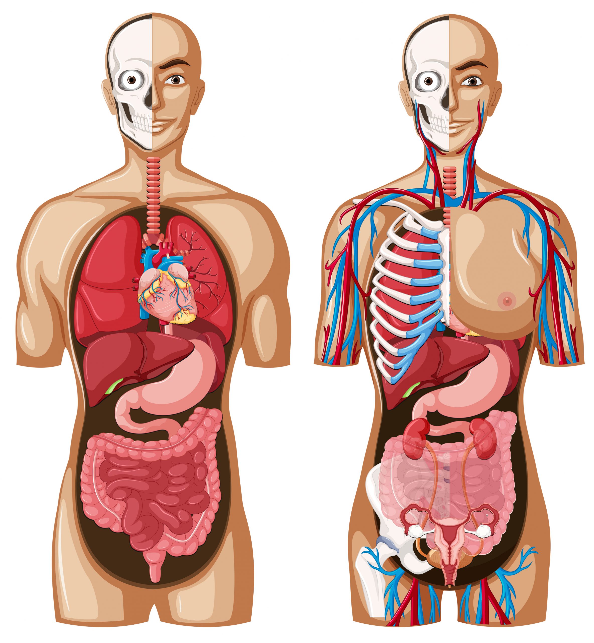 Смешанный пол человека. Тело человека органы. Макет человека с органами.