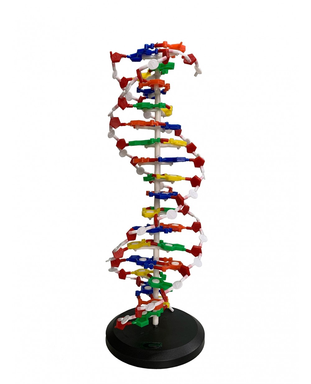 Dupla Hélice de DNA COL 1901 Coleman - Células Anatômicas - Modelos  anatômicos humano - Modelos Anatômicos