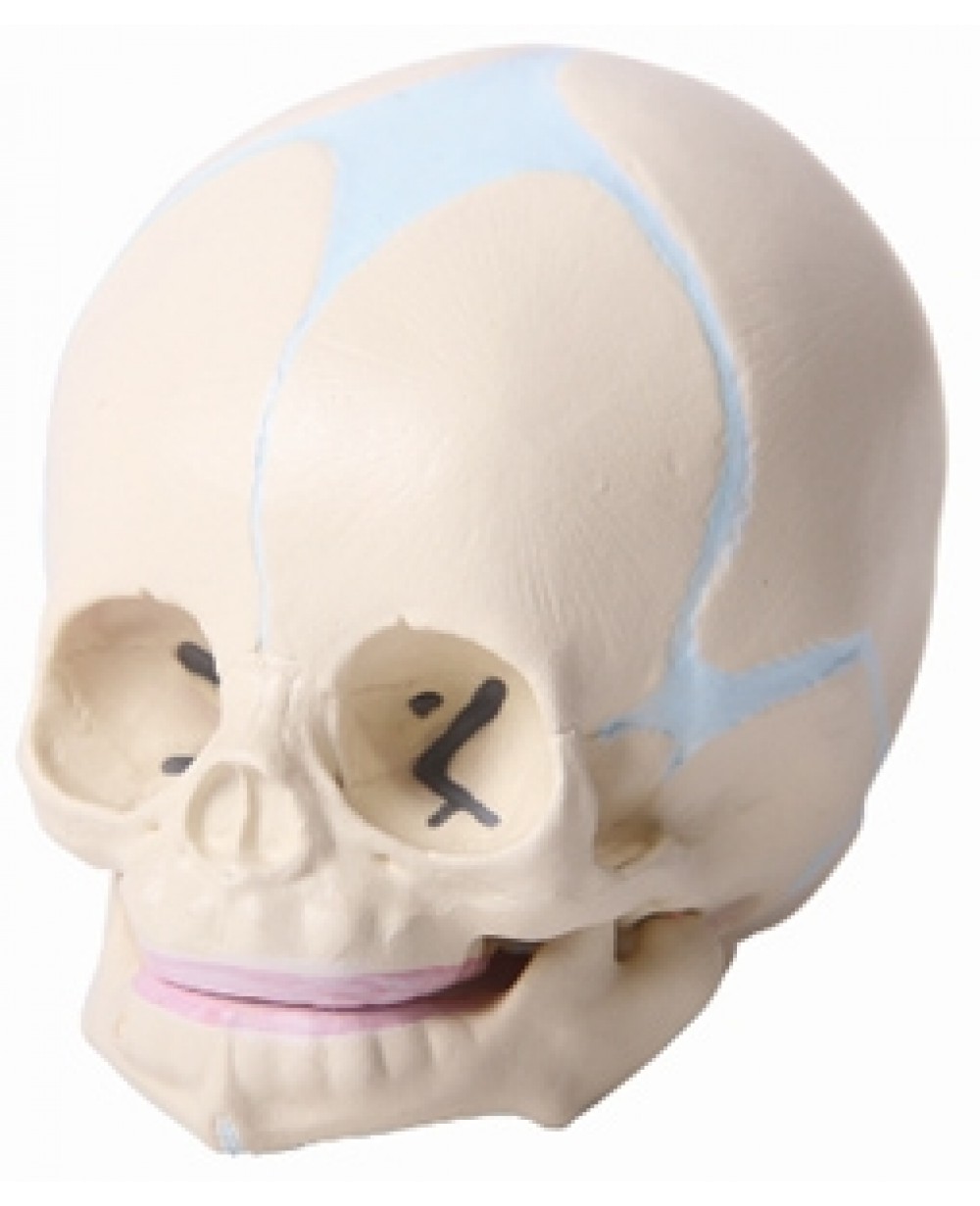 Череп малыша. Анатомическая модель детского черепа. Детский череп анатомия.