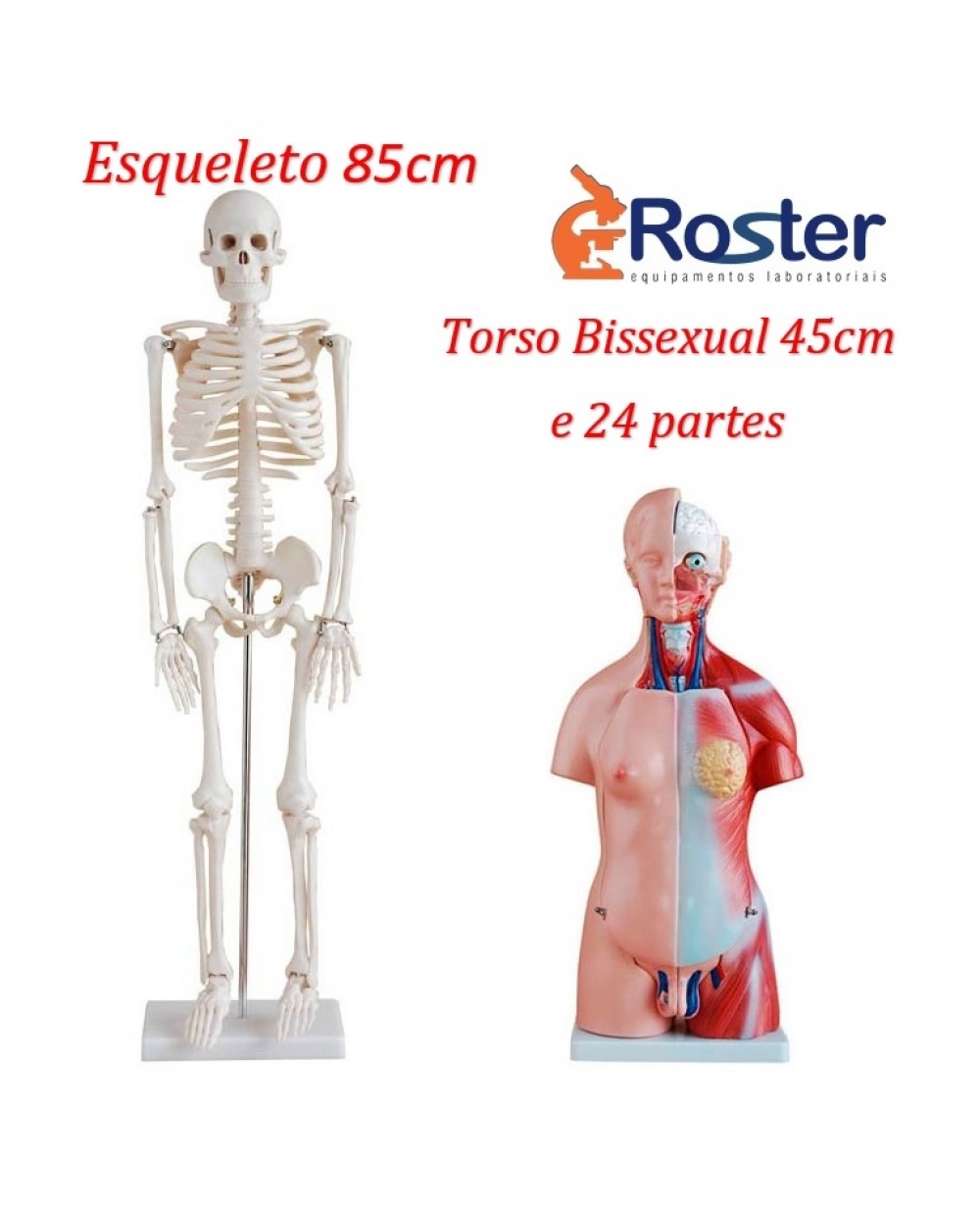 Esqueleto Humano 85 cm com Suporte + Torso Humano 45cm com 24