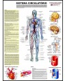 Poster do Sistema Circulatório 018