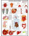 Poster do Sistema Digestório 019
