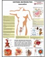 Poster do Sistema Reprodutor Masculino 025