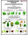 Poster Classificação Vegetal 084