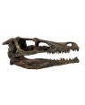 Crânio de Velociraptor BRF06 Bios Réplicas