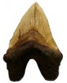 Dente de Megalodon (22cm) BRF07 Bios Réplicas