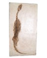 Fóssil de Réptil Marinho (Keichousaurus Hui) BRF11 Bios Réplicas