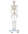 Esqueleto Humano 1,70m com rodas COL 1101 Coleman