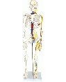 Esqueleto Humano 85cm com Nervos e Veias COL 1102-B Coleman
