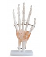 Articulação da Mão com Ligamentos COL 1114-A Coleman