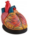 Coração Humano Ampliado 3 Partes Câmaras e Válvulas Internas Visíveis COL 1307-C Coleman