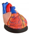 Coração Humano Gigante 3 partes COL 1307 Coleman