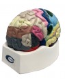 Cerebro colorido cortex