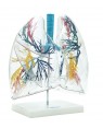 pulmão transparente