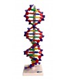 Dupla Helice DNA 40cm