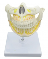 Dentição Adulta  SD-5059/J