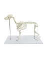 Esqueleto de Cachorro de Porte Grande (Resina Plástica)  SD-9000