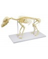 Esqueleto de Cachorro de Porte Pequeno (Resina Plástica)  SD-9100