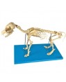 Esqueleto de Cachorro TGD-0601