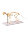 Esqueleto de Gato  TGD-0602