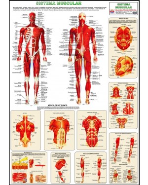 Poster do Sistema Muscular 015