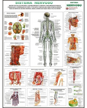 Poster do Sistema Nervoso 016