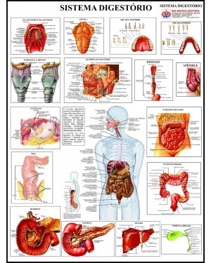 Poster do Sistema Digestório 019