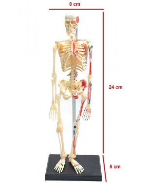Esqueleto Muscular 46 Partes 