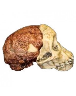 Crânio de (Australopithecus Africanus), Taung Child BR 13 Bios Réplicas