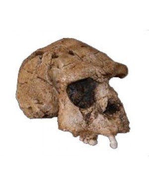 Crânio de Hominídeo (Homo erectus) BR 14 Bios Réplicas