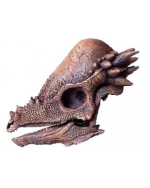 Crânio de Pachycephalosaurus BRF02 Bios Réplicas