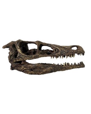 Crânio de Velociraptor BR 19 Bios Réplicas