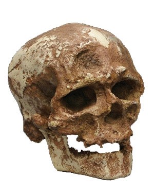 Cro-Magnon (Homo Sapiens) BRH05 Bios Réplicas