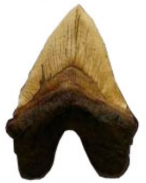 Dente de Megalodon (22cm) BR 23 Bios Réplicas