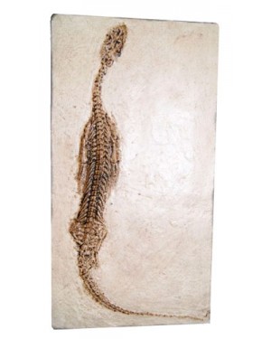 Fóssil de Réptil Marinho (Keichousaurus Hui) BR 28 Bios Réplicas