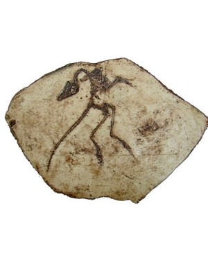 Réplica de Archaeopteryx BR 123 Bios Réplicas