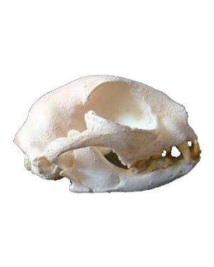 Crânio de Gato BRCM03 Bios Réplicas