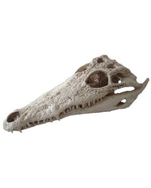 Crânio de Crocodilo do Nilo BR 61 Bios Réplicas