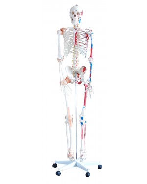 Esqueleto Humano 1,70cm Articulado e Muscular com Rodas COL 1101-A Coleman