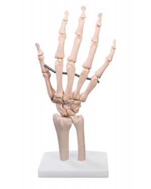 Articulação da Mão Sem Ligamentos COL 1114 Coleman