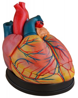 Coração Humano Ampliado 3 Partes Câmaras e Válvulas Internas Visíveis COL 1307-C Coleman