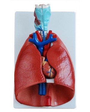 Sistema Respiratório Luxo 7 Partes COL 1320 Coleman