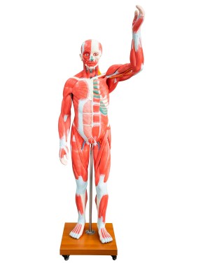 Figura Muscular 175 cm