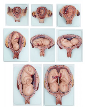 desenvolvimento feto