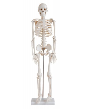 Esqueleto Humano 85cm com suporte COL 1102 Coleman