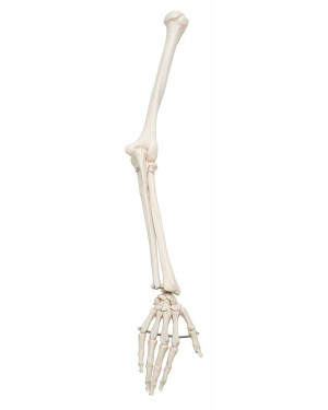 Esqueleto do Braço Direito