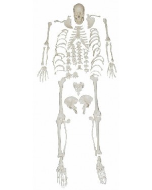 Esqueleto Humano Desarticulado COL 1130 Coleman