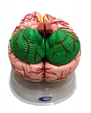 Cérebro com Artérias Ampliado 12 Partes COL 1308-B Coleman