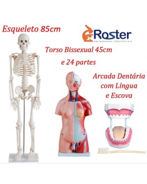 Esqueleto Humano 85 cm + Torso Humano 45cm com 24 Partes + Arcada Dentária KIT ESCOLAR II