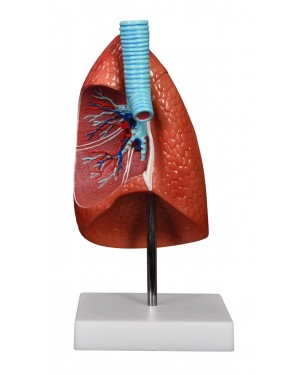 pulmão com traqueia